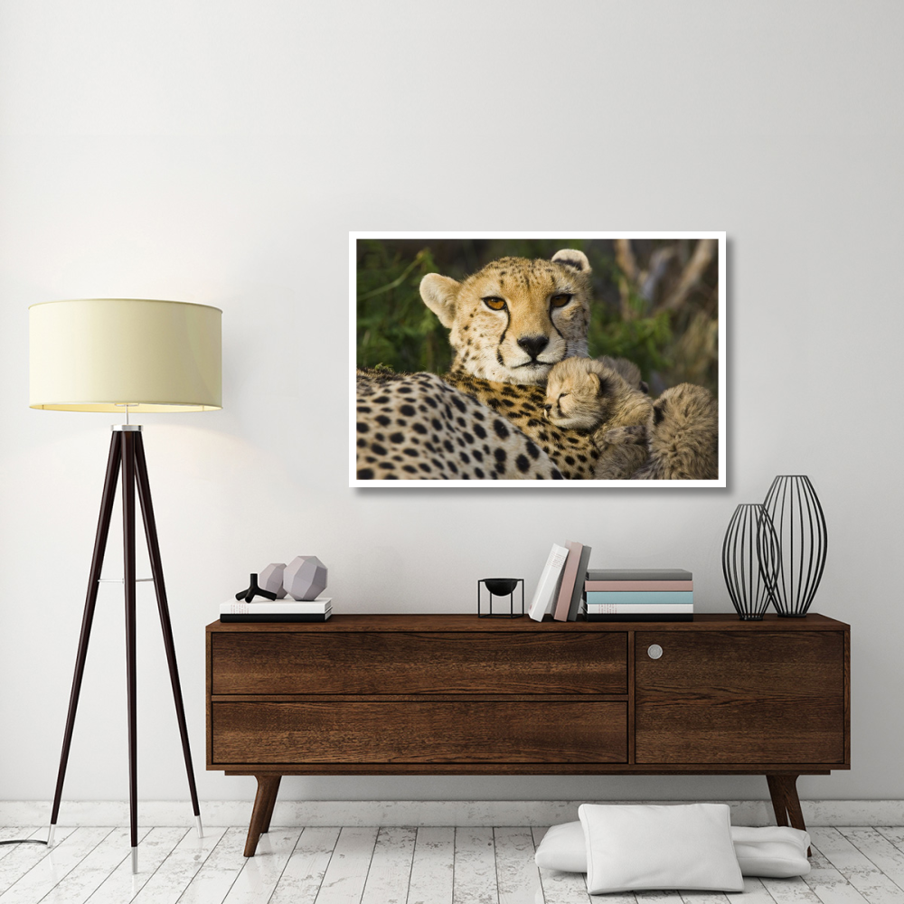 Cheetah thirteen day old cub resting against mother in nest, Maasai Mara Reserve, Kenya-Paper Art-50&quotx34"