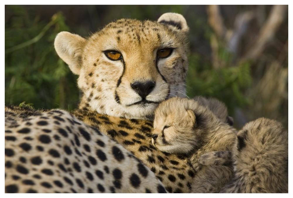 Cheetah thirteen day old cub resting against mother in nest, Maasai Mara Reserve, Kenya-Paper Art-62"x42"
