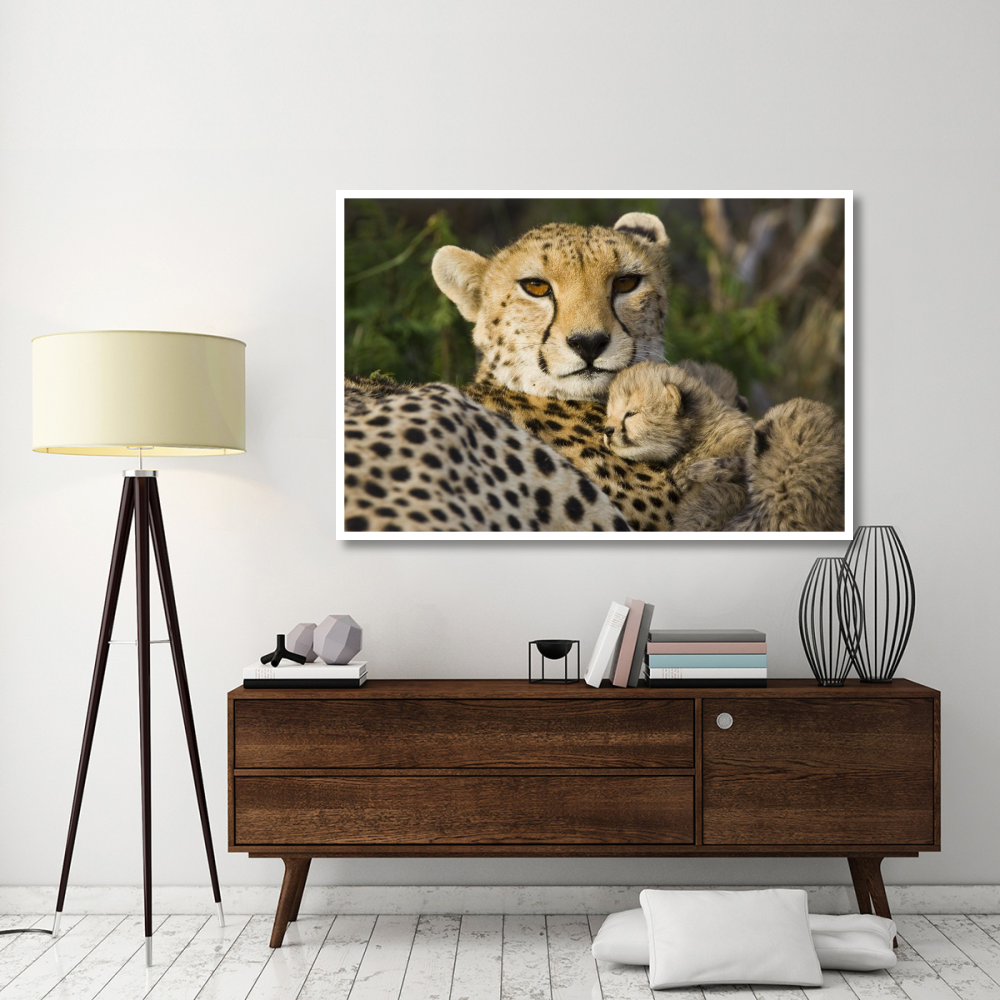 Cheetah thirteen day old cub resting against mother in nest, Maasai Mara Reserve, Kenya-Paper Art-62&quotx42"