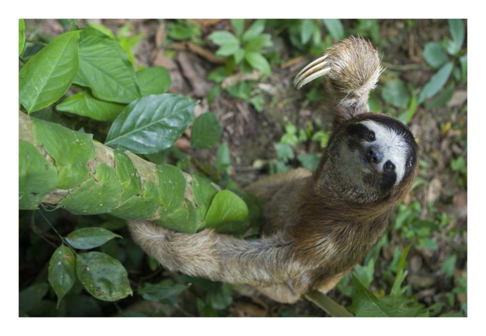 Brown-throated Three-toed Sloth male climbing tree, Aviarios Sloth Sanctuary, Costa Rica-Paper Art-26"x18"
