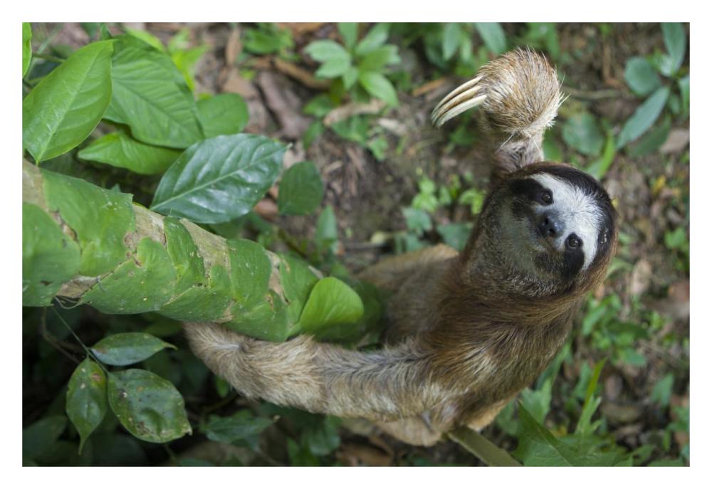 Brown-throated Three-toed Sloth male climbing tree, Aviarios Sloth Sanctuary, Costa Rica-Paper Art-32"x22"