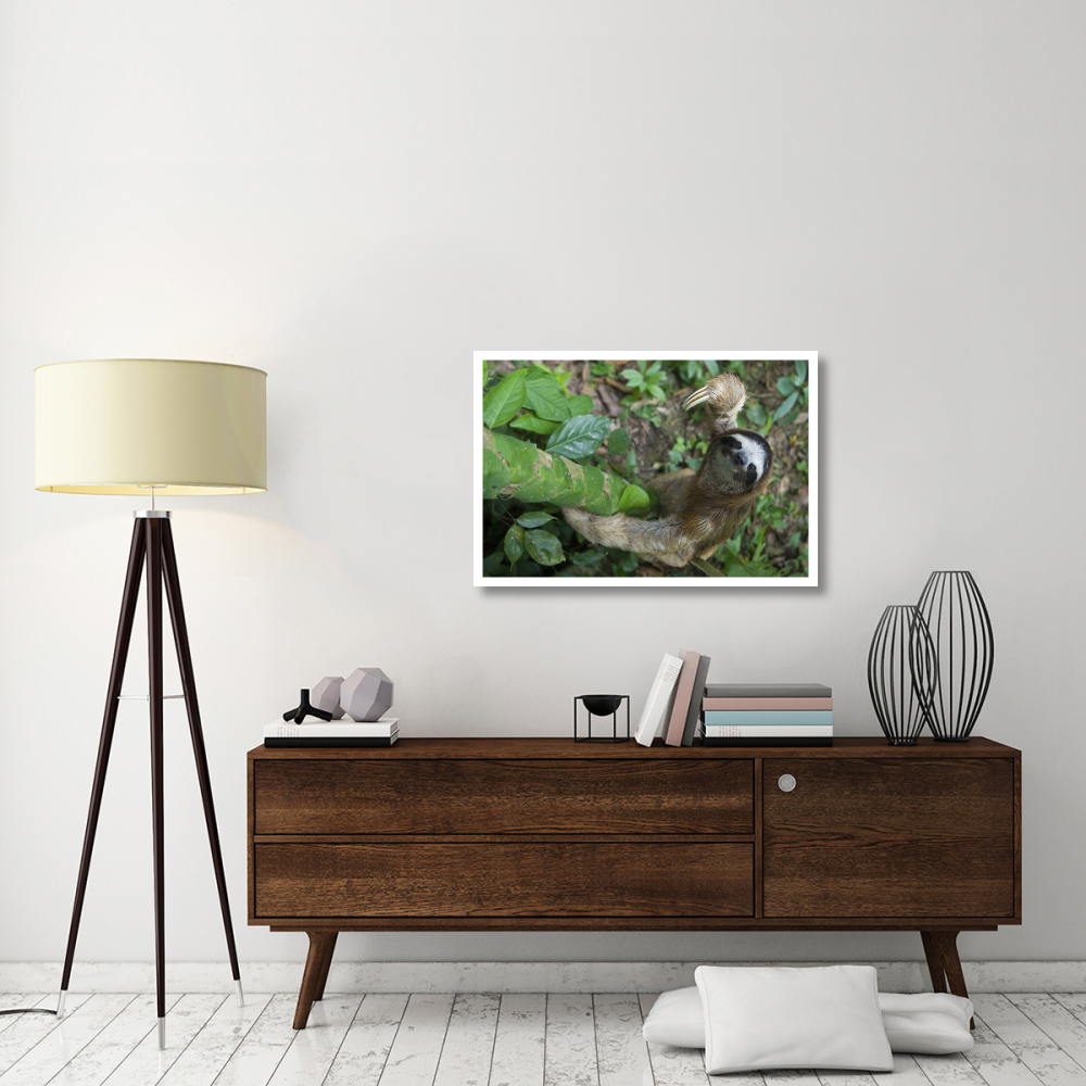 Brown-throated Three-toed Sloth male climbing tree, Aviarios Sloth Sanctuary, Costa Rica-Paper Art-38&quotx26"