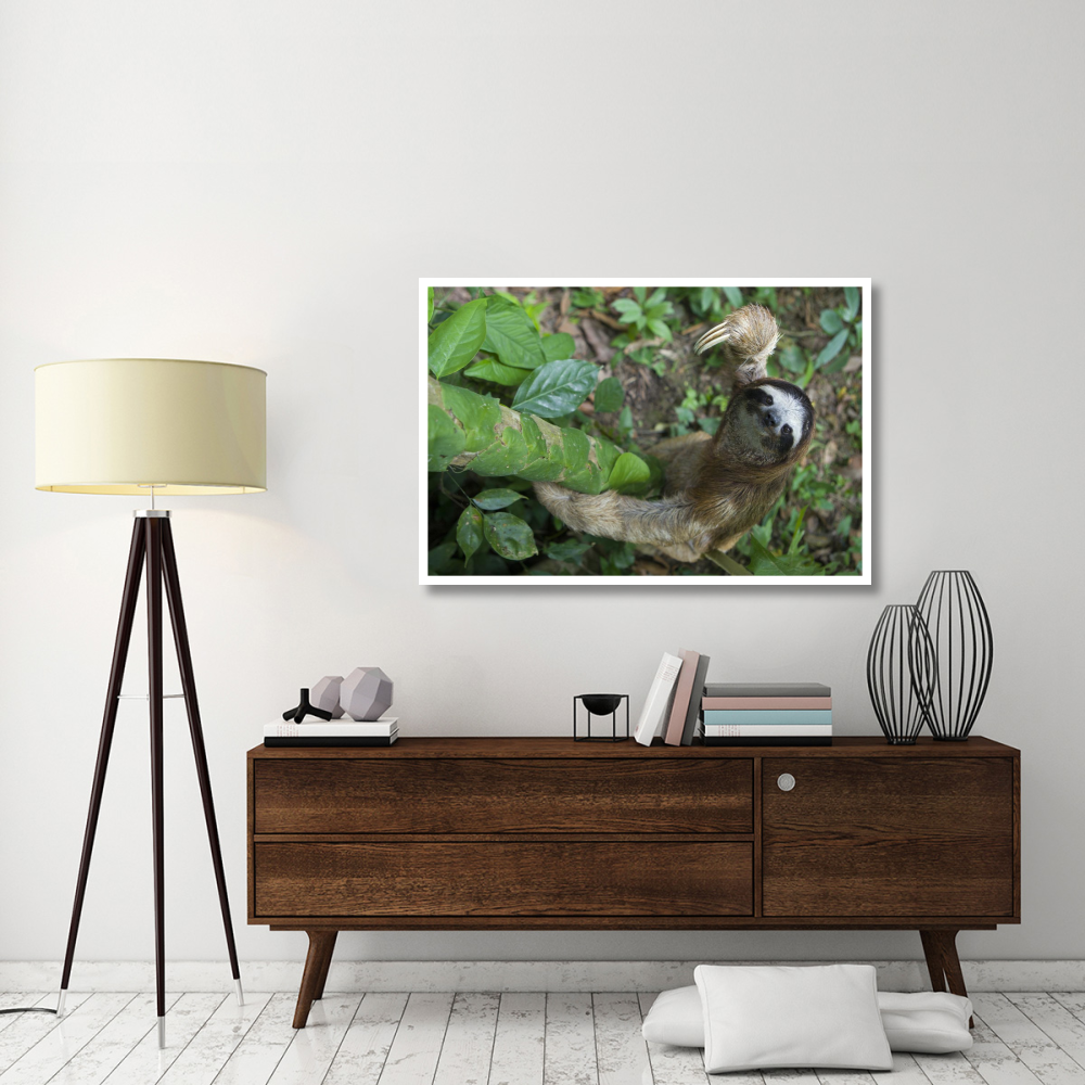Brown-throated Three-toed Sloth male climbing tree, Aviarios Sloth Sanctuary, Costa Rica-Paper Art-50&quotx34"