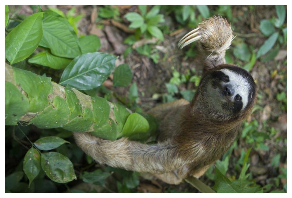Brown-throated Three-toed Sloth male climbing tree, Aviarios Sloth Sanctuary, Costa Rica-Paper Art-62"x42"