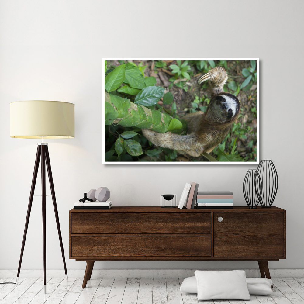 Brown-throated Three-toed Sloth male climbing tree, Aviarios Sloth Sanctuary, Costa Rica-Paper Art-62&quotx42"