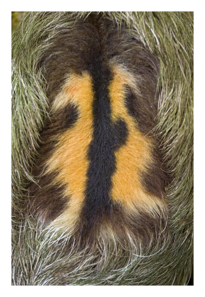 Brown-throated Three-toed Sloth back of mature male, Aviarios Sloth Sanctuary, Costa Rica-Paper Art-18"x26"