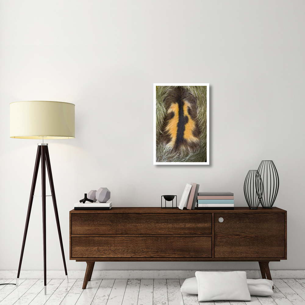 Brown-throated Three-toed Sloth back of mature male, Aviarios Sloth Sanctuary, Costa Rica-Paper Art-22&quotx32"
