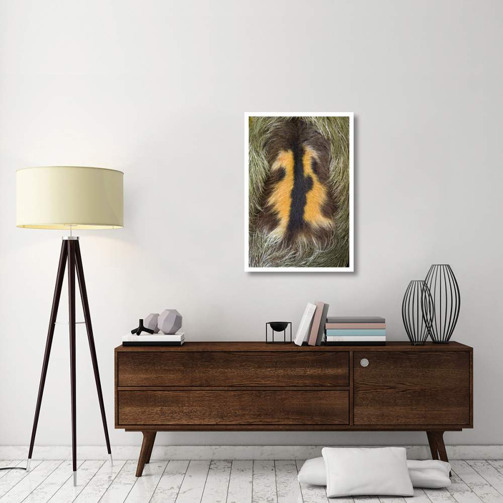 Brown-throated Three-toed Sloth back of mature male, Aviarios Sloth Sanctuary, Costa Rica-Paper Art-26&quotx38"