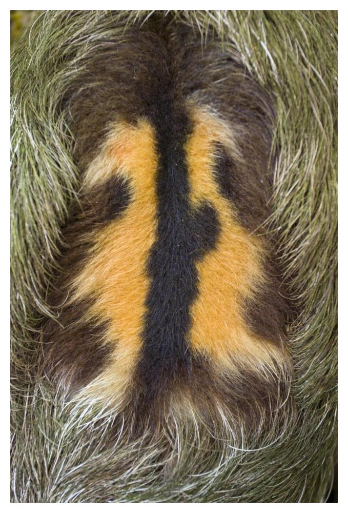 Brown-throated Three-toed Sloth back of mature male, Aviarios Sloth Sanctuary, Costa Rica-Paper Art-34"x50"