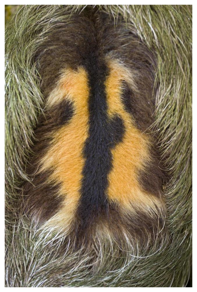 Brown-throated Three-toed Sloth back of mature male, Aviarios Sloth Sanctuary, Costa Rica-Paper Art-42"x62"