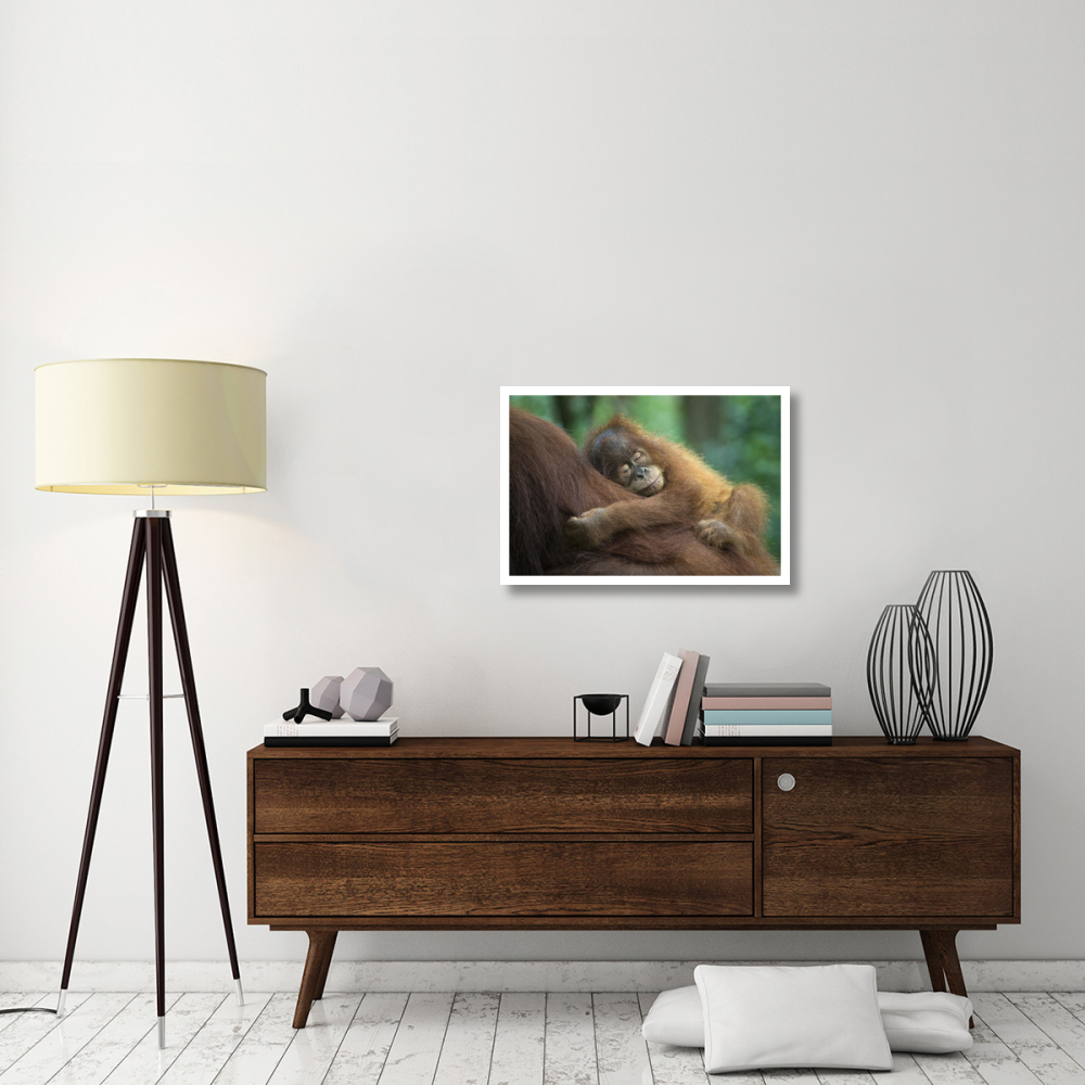Sumatran Orangutan two and a half year old baby sleeping on mother, north Sumatra, Indonesia-Paper Art-32&quotx22"