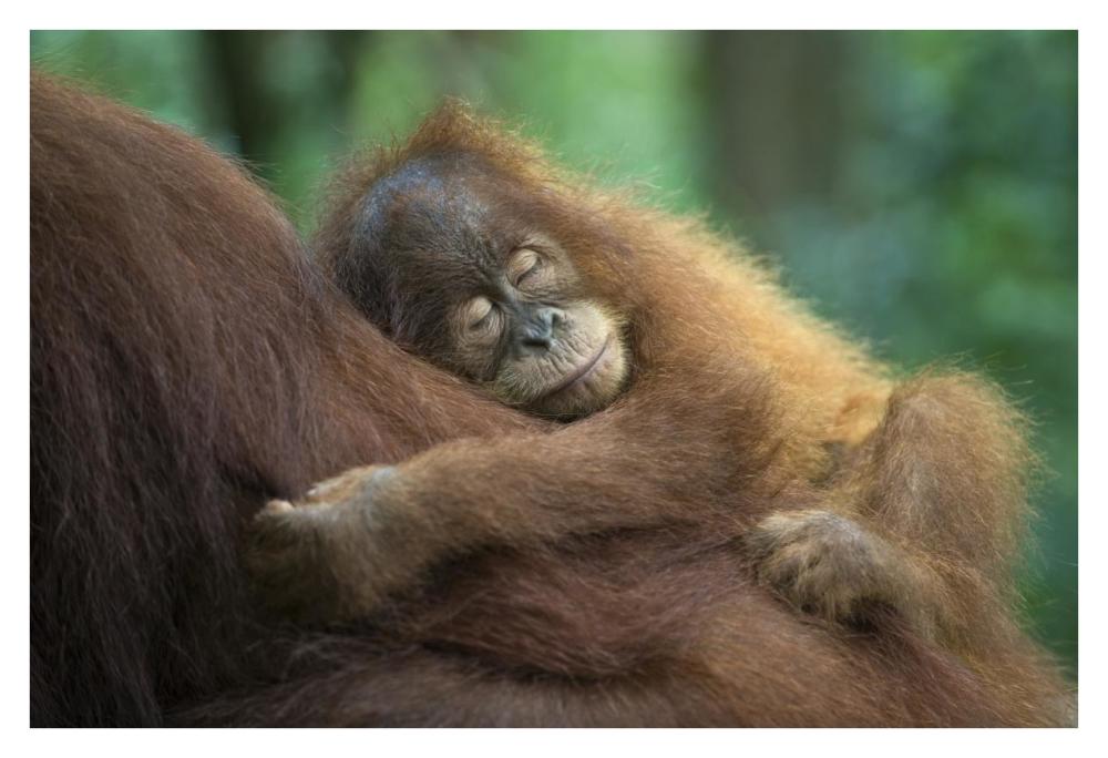 Sumatran Orangutan two and a half year old baby sleeping on mother, north Sumatra, Indonesia-Paper Art-38"x26"