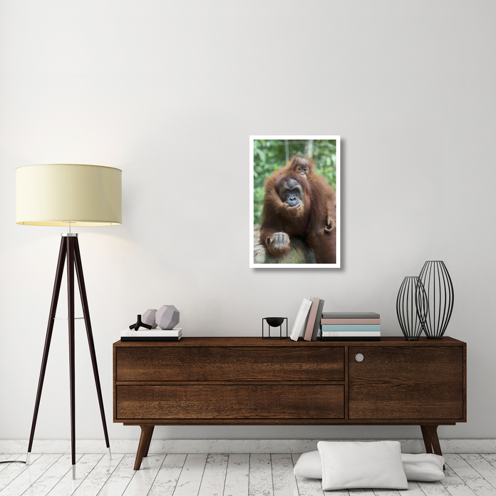 Sumatran Orangutan mother and playful two and a half year old baby, north Sumatra, Indonesia-Paper Art-22&quotx32"