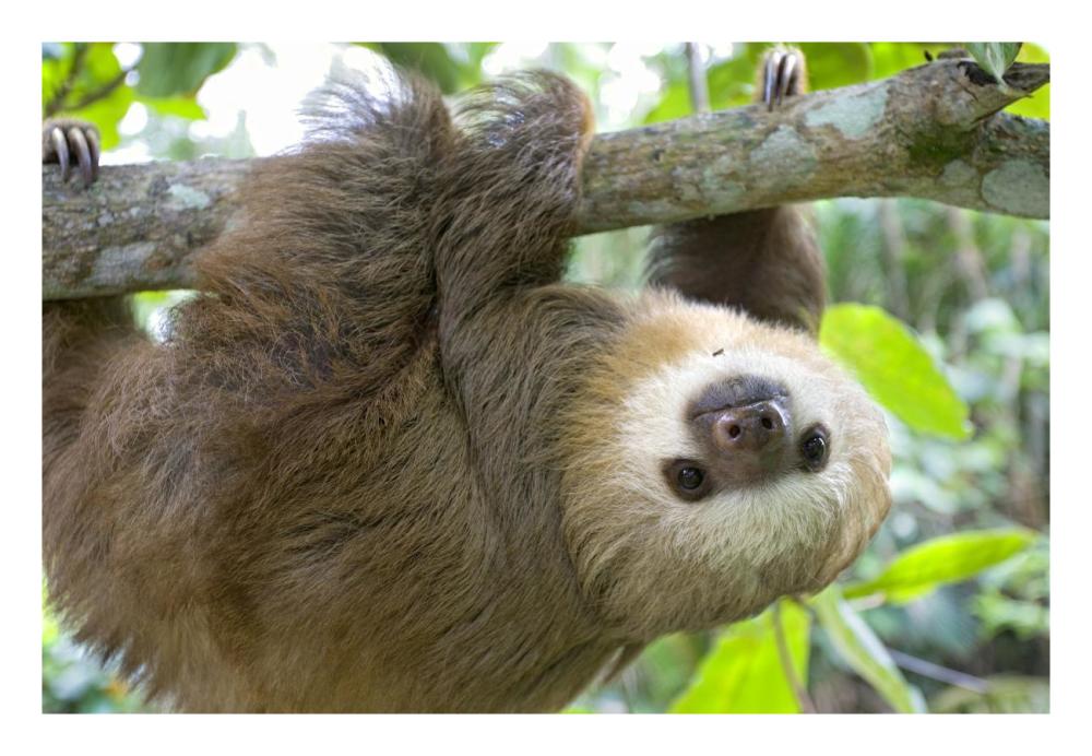Hoffmann's Two-toed Sloth six month old orphan in tree, Aviarios Sloth Sanctuary, Costa Rica-Paper Art-26"x18"