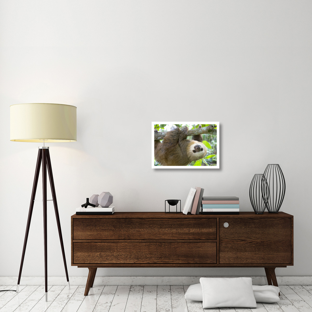 Hoffmann's Two-toed Sloth six month old orphan in tree, Aviarios Sloth Sanctuary, Costa Rica-Paper Art-26&quotx18"
