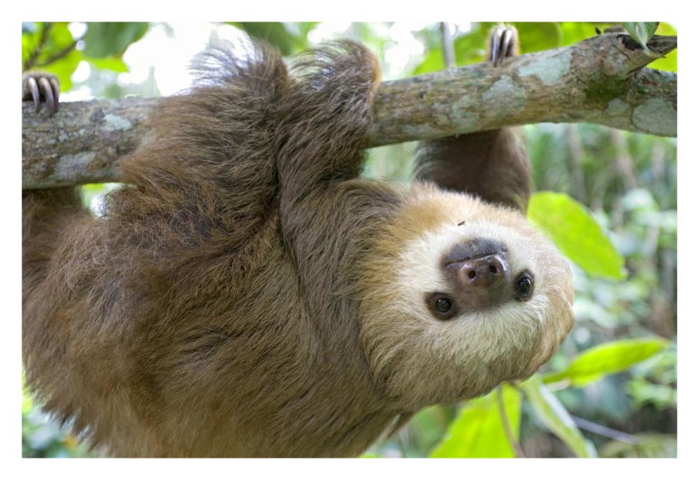 Hoffmann's Two-toed Sloth six month old orphan in tree, Aviarios Sloth Sanctuary, Costa Rica-Paper Art-32"x22"