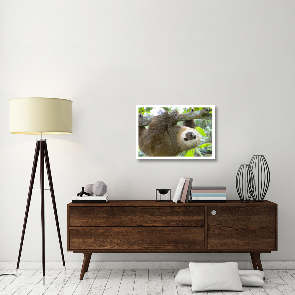 Hoffmann's Two-toed Sloth six month old orphan in tree, Aviarios Sloth Sanctuary, Costa Rica-Paper Art-32&quotx22"