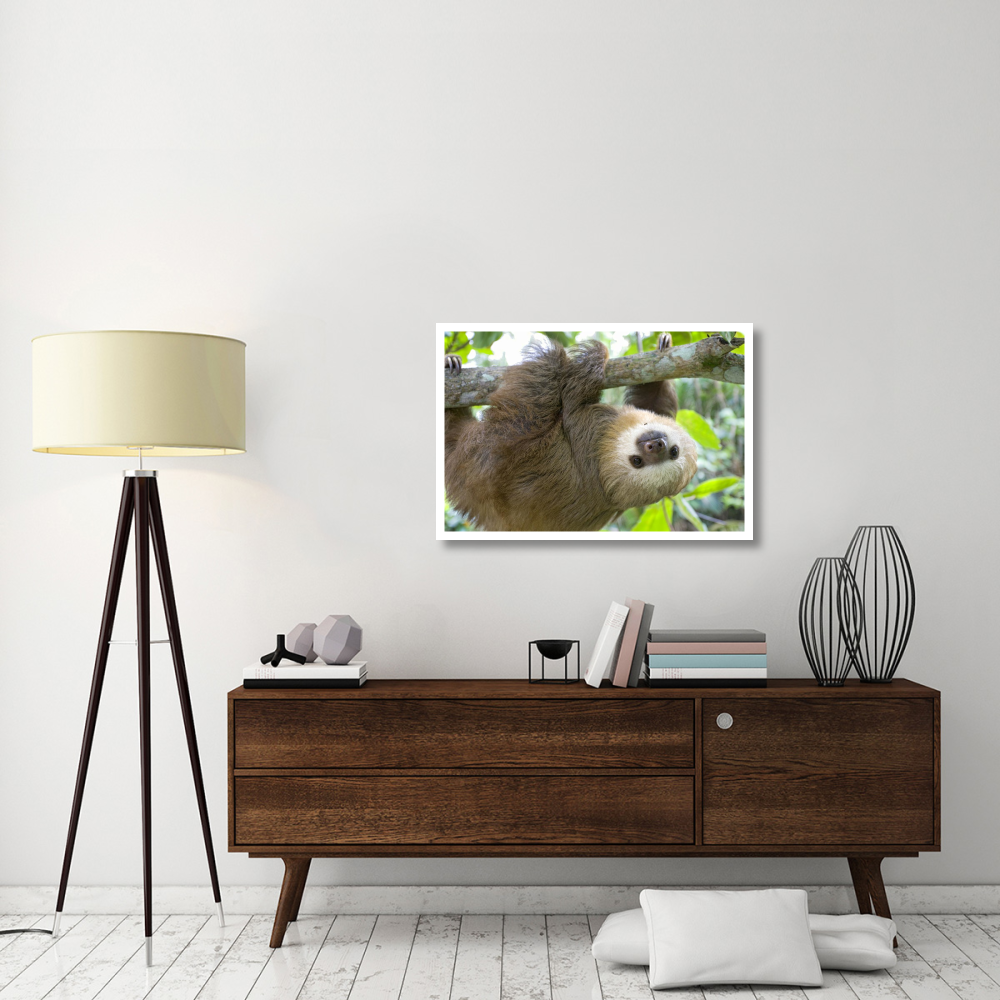 Hoffmann's Two-toed Sloth six month old orphan in tree, Aviarios Sloth Sanctuary, Costa Rica-Paper Art-38&quotx26"