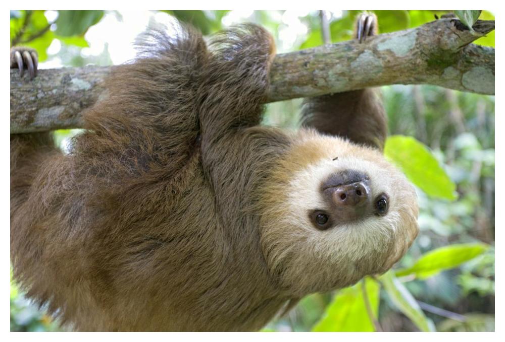 Hoffmann's Two-toed Sloth six month old orphan in tree, Aviarios Sloth Sanctuary, Costa Rica-Paper Art-50"x34"