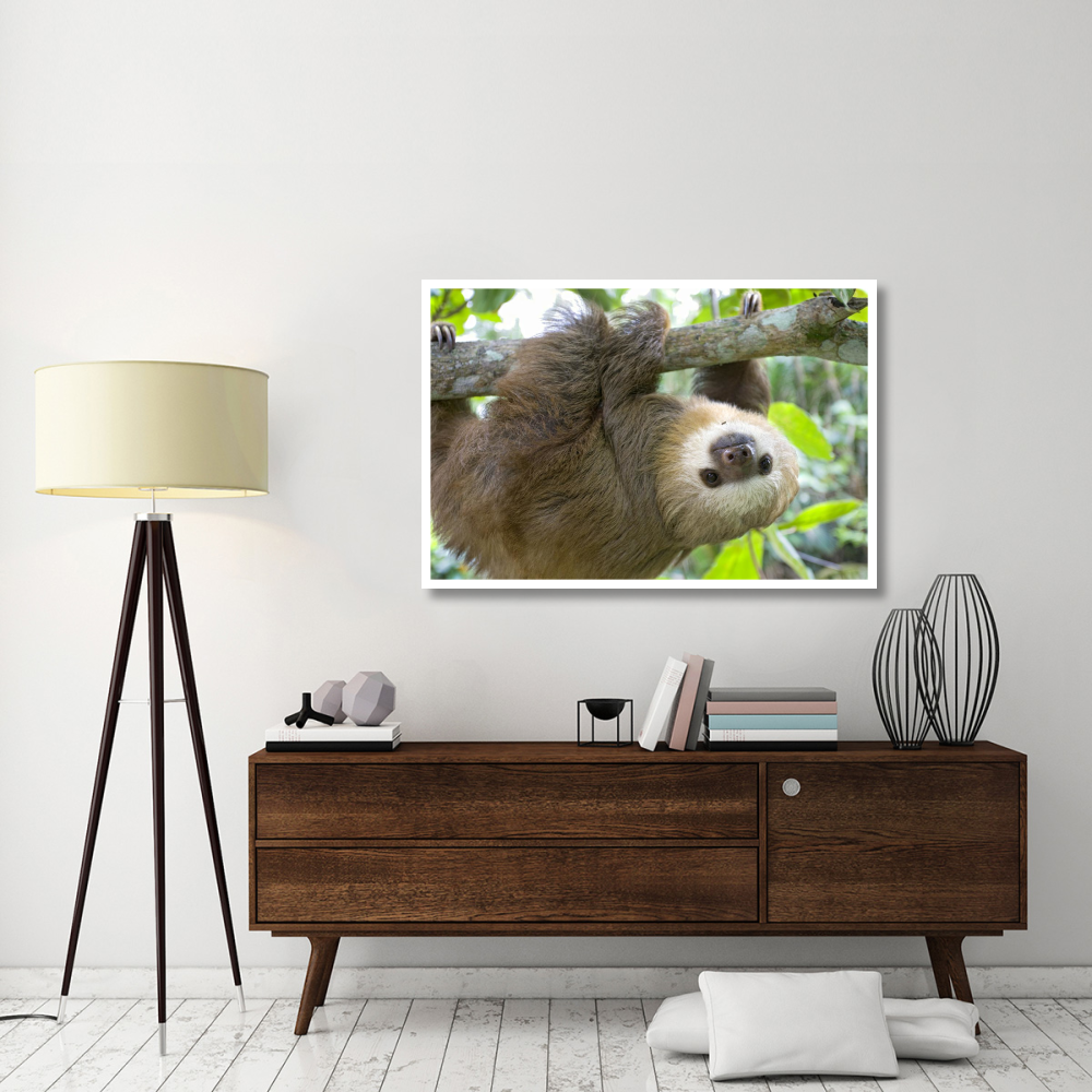 Hoffmann's Two-toed Sloth six month old orphan in tree, Aviarios Sloth Sanctuary, Costa Rica-Paper Art-50&quotx34"