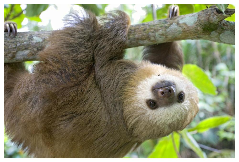Hoffmann's Two-toed Sloth six month old orphan in tree, Aviarios Sloth Sanctuary, Costa Rica-Paper Art-62"x42"