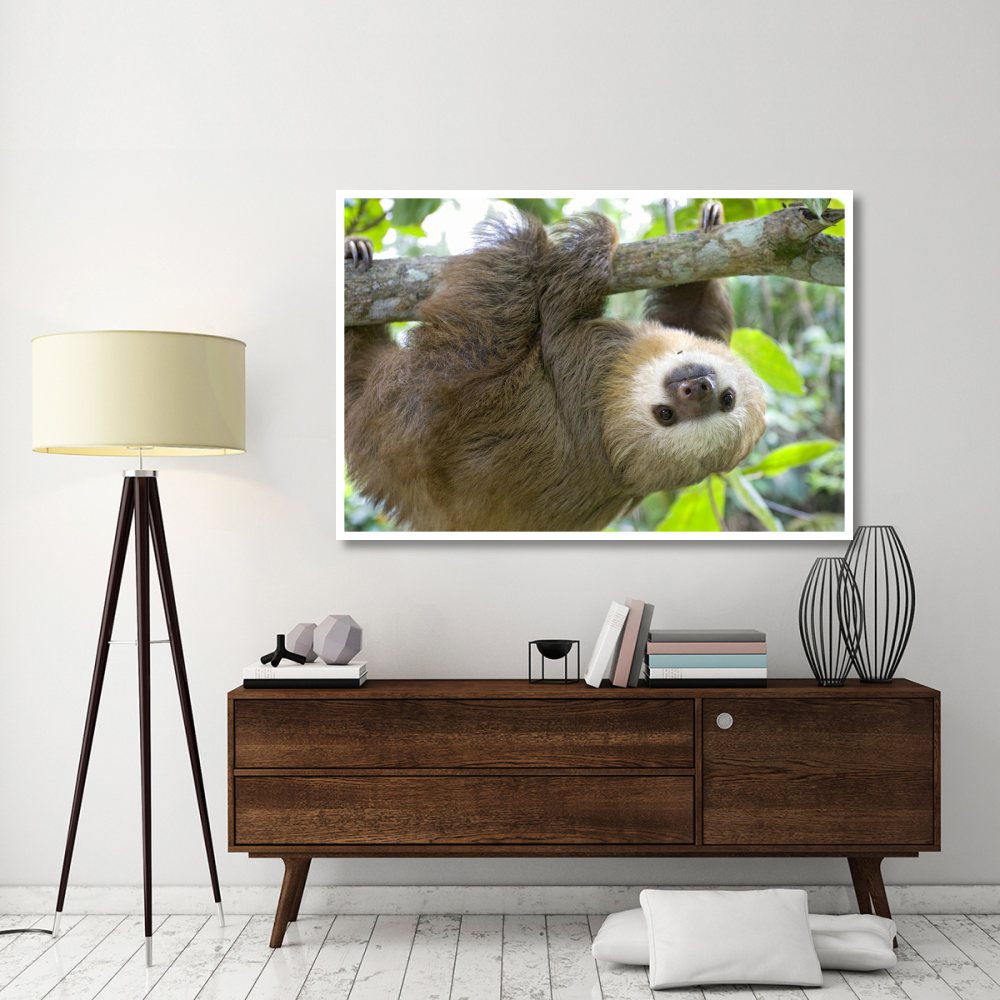 Hoffmann's Two-toed Sloth six month old orphan in tree, Aviarios Sloth Sanctuary, Costa Rica-Paper Art-62&quotx42"