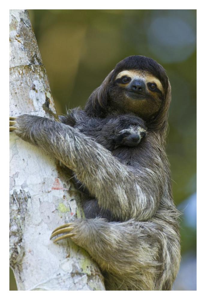Brown-throated Three-toed Sloth mother and newborn baby, Aviarios Sloth Sanctuary, Costa Rica-Paper Art-22"x32"
