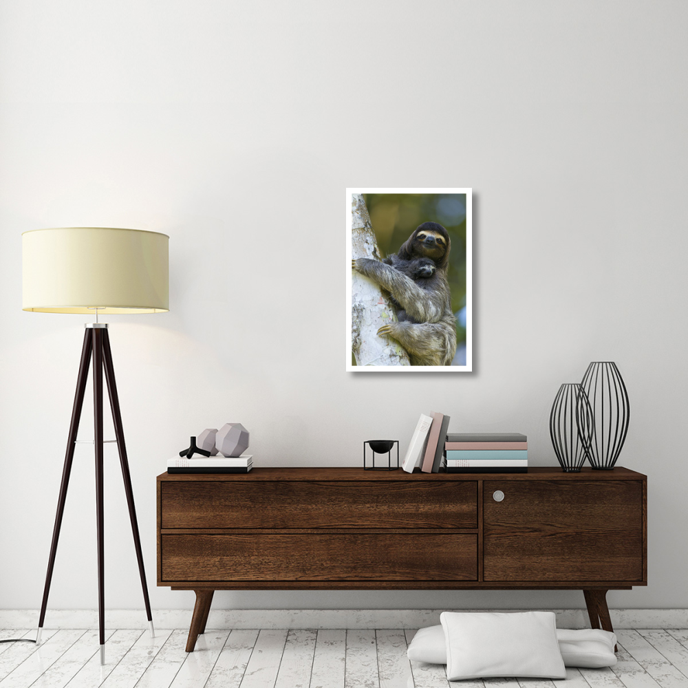 Brown-throated Three-toed Sloth mother and newborn baby, Aviarios Sloth Sanctuary, Costa Rica-Paper Art-22&quotx32"