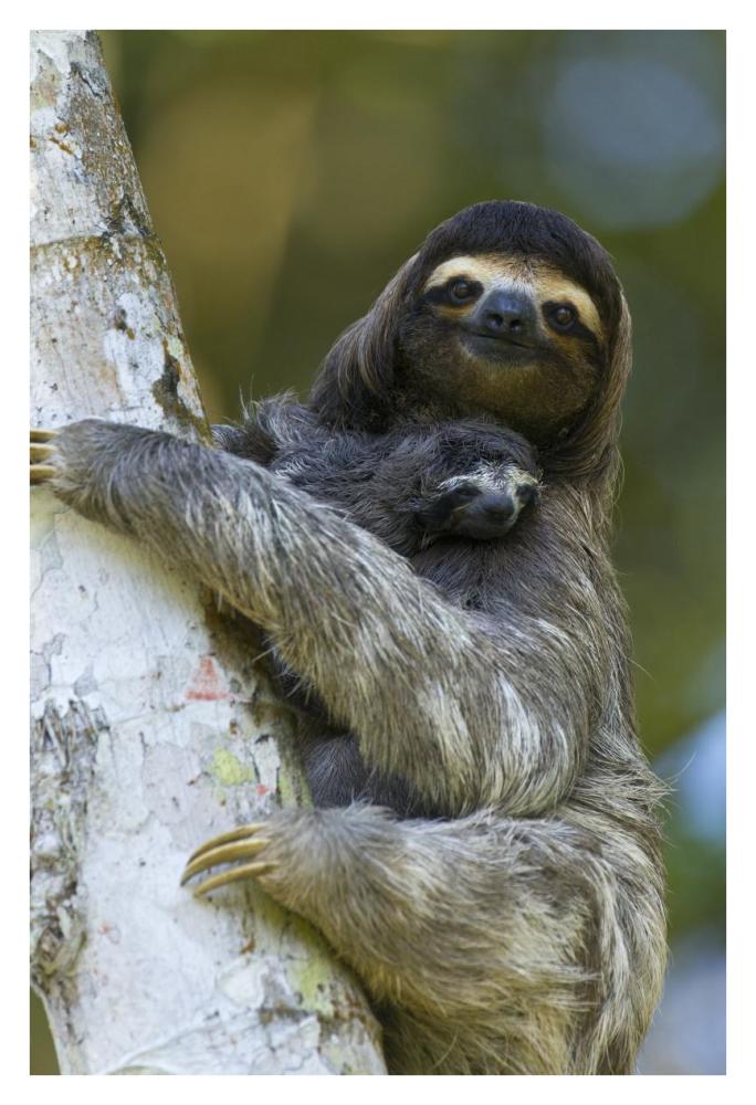 Brown-throated Three-toed Sloth mother and newborn baby, Aviarios Sloth Sanctuary, Costa Rica-Paper Art-26"x38"