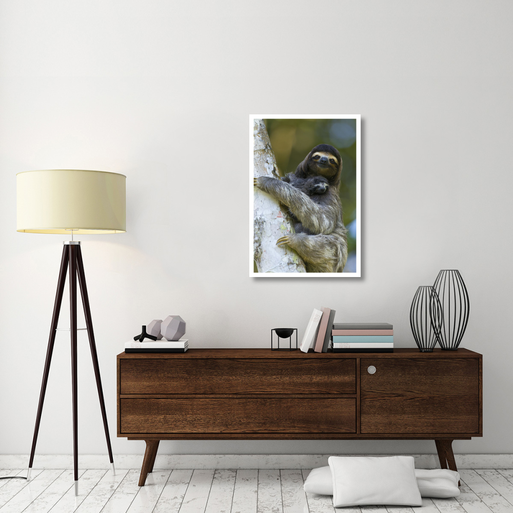 Brown-throated Three-toed Sloth mother and newborn baby, Aviarios Sloth Sanctuary, Costa Rica-Paper Art-26&quotx38"