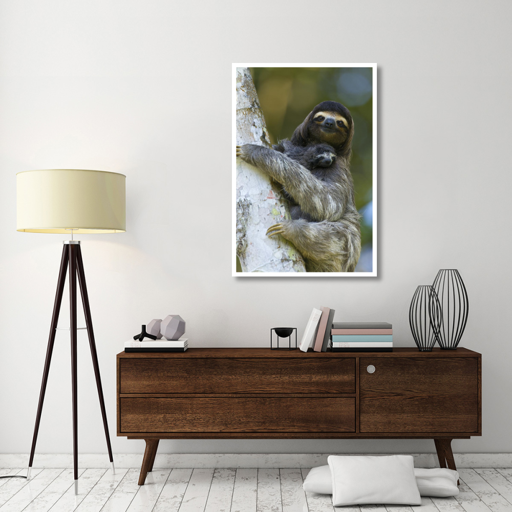 Brown-throated Three-toed Sloth mother and newborn baby, Aviarios Sloth Sanctuary, Costa Rica-Paper Art-34&quotx50"