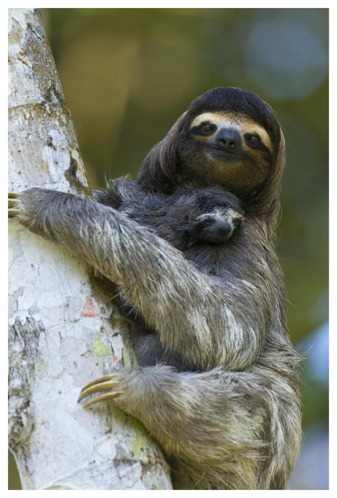 Brown-throated Three-toed Sloth mother and newborn baby, Aviarios Sloth Sanctuary, Costa Rica-Paper Art-42"x62"