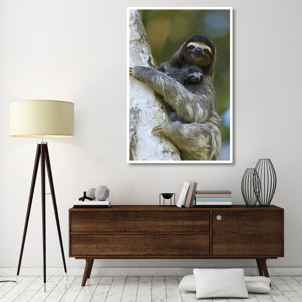 Brown-throated Three-toed Sloth mother and newborn baby, Aviarios Sloth Sanctuary, Costa Rica-Paper Art-42&quotx62"