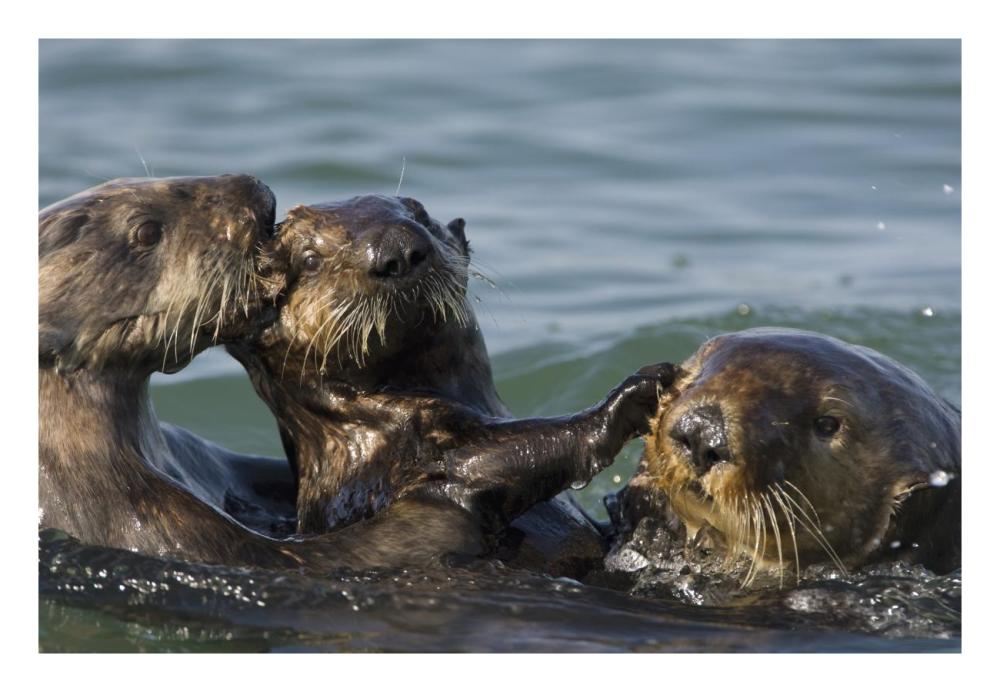 Sea Otter bachelor male chasing mother with three to six month old pup, Monterey Bay, California-Paper Art-26"x18"