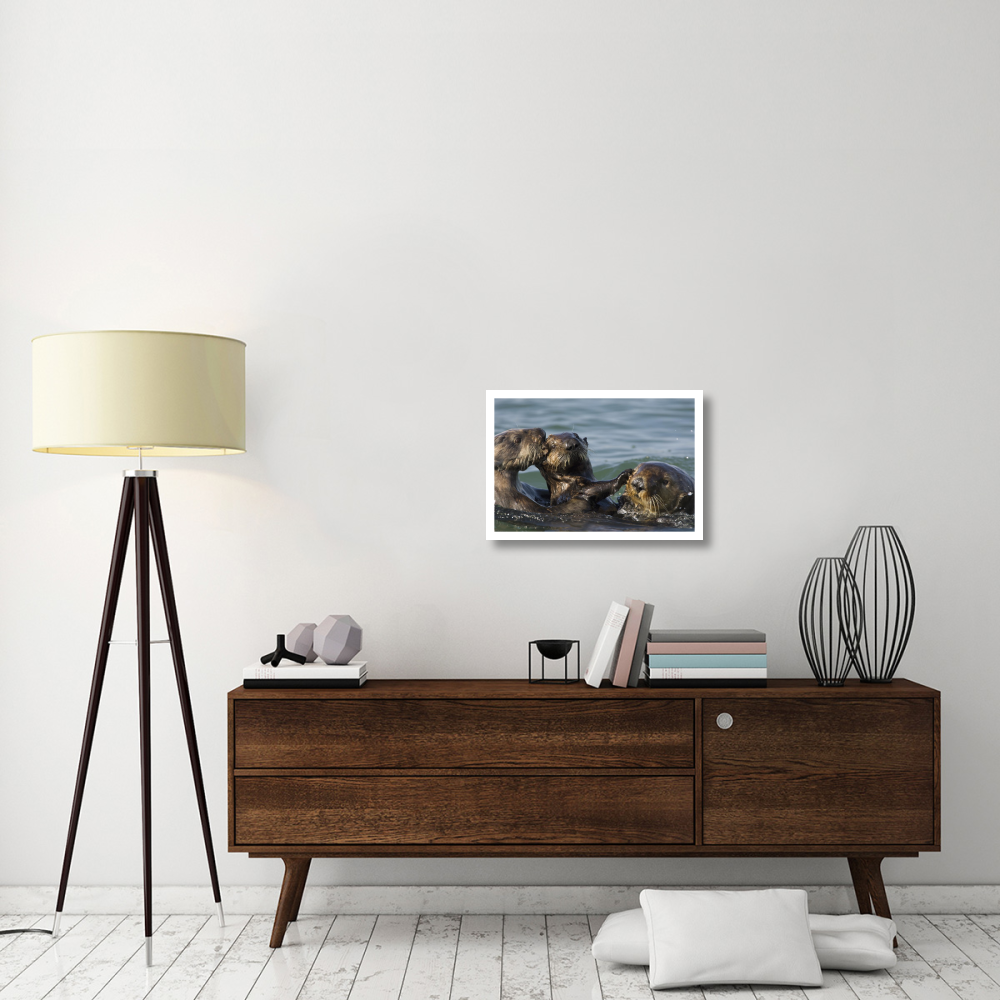 Sea Otter bachelor male chasing mother with three to six month old pup, Monterey Bay, California-Paper Art-26&quotx18"