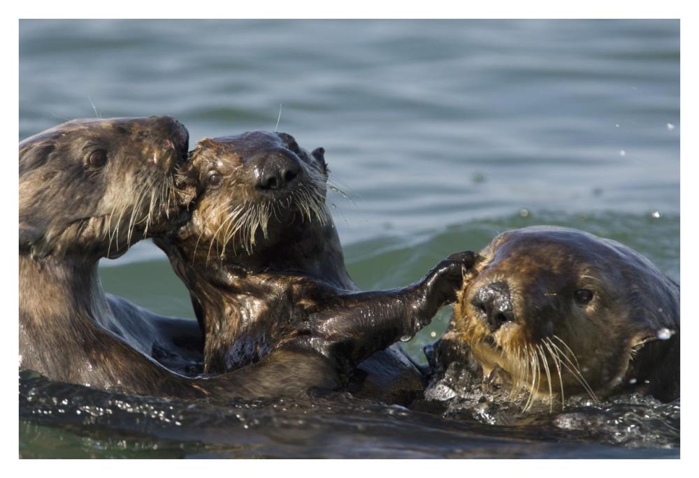 Sea Otter bachelor male chasing mother with three to six month old pup, Monterey Bay, California-Paper Art-38"x26"