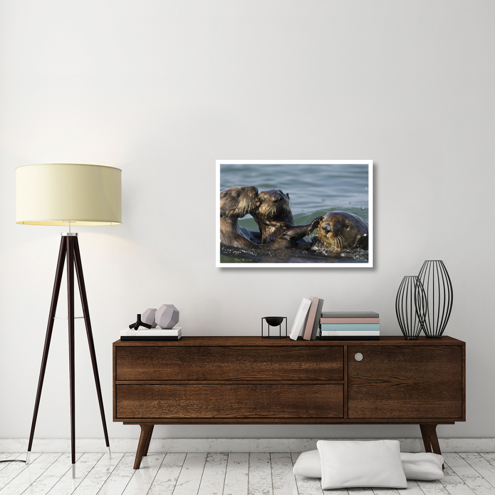 Sea Otter bachelor male chasing mother with three to six month old pup, Monterey Bay, California-Paper Art-38&quotx26"