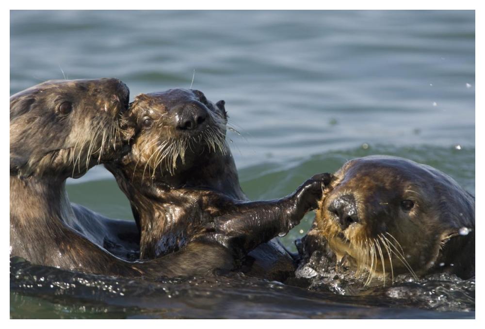 Sea Otter bachelor male chasing mother with three to six month old pup, Monterey Bay, California-Paper Art-50"x34"
