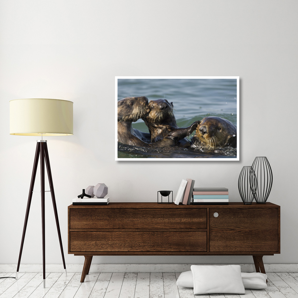 Sea Otter bachelor male chasing mother with three to six month old pup, Monterey Bay, California-Paper Art-50&quotx34"