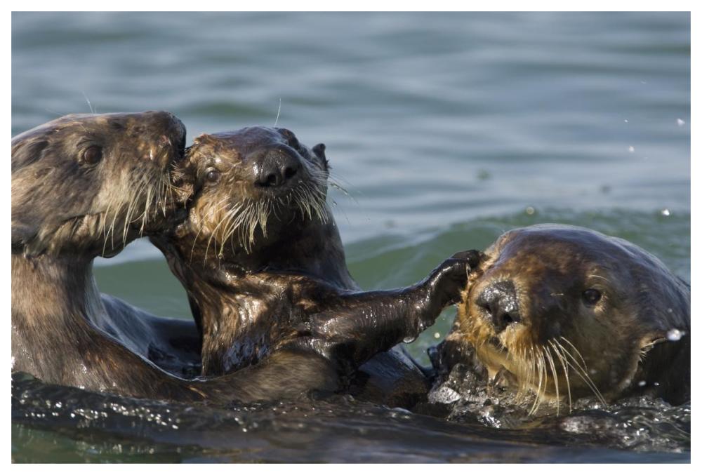 Sea Otter bachelor male chasing mother with three to six month old pup, Monterey Bay, California-Paper Art-62"x42"