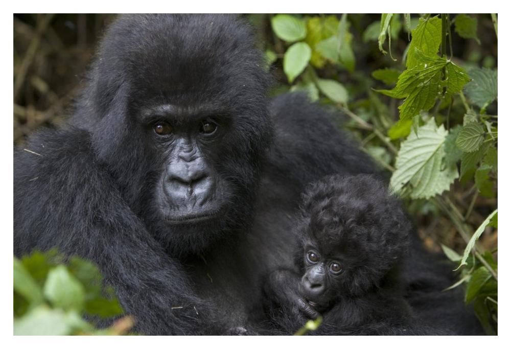 Mountain Gorilla mother and three month old infant, endangered, Parc National Des Volcans, Rwanda-Paper Art-20"x14"