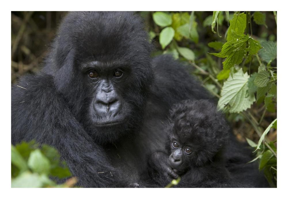 Mountain Gorilla mother and three month old infant, endangered, Parc National Des Volcans, Rwanda-Paper Art-26"x18"