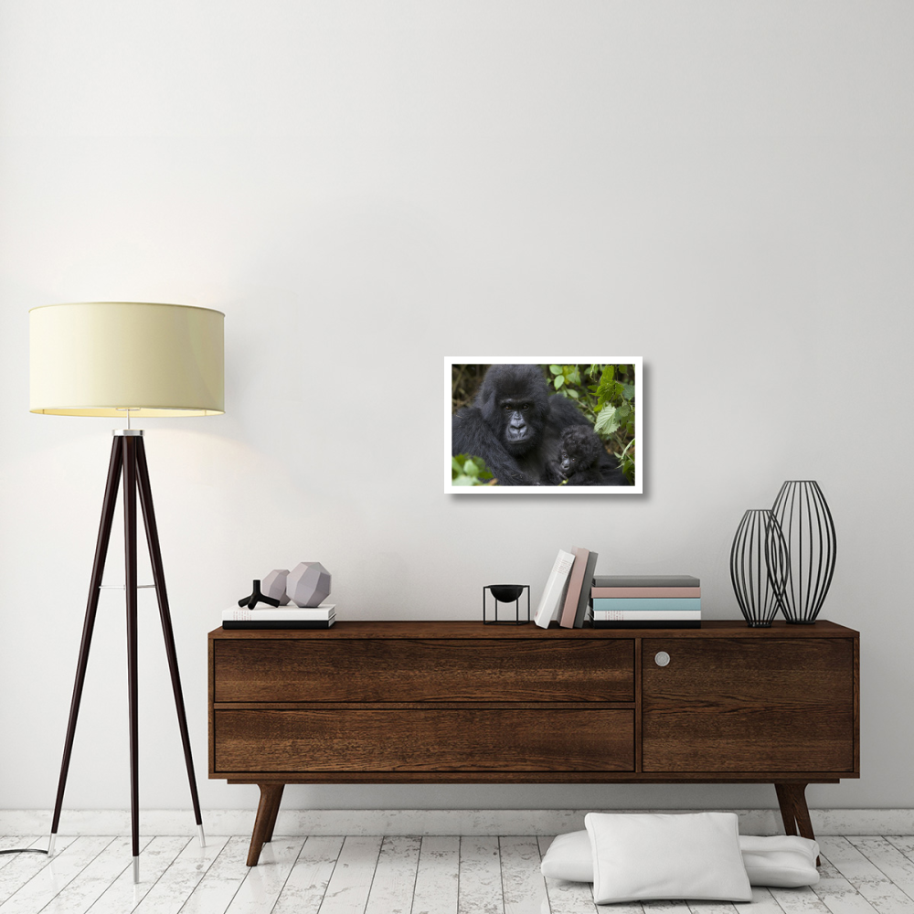 Mountain Gorilla mother and three month old infant, endangered, Parc National Des Volcans, Rwanda-Paper Art-26&quotx18"