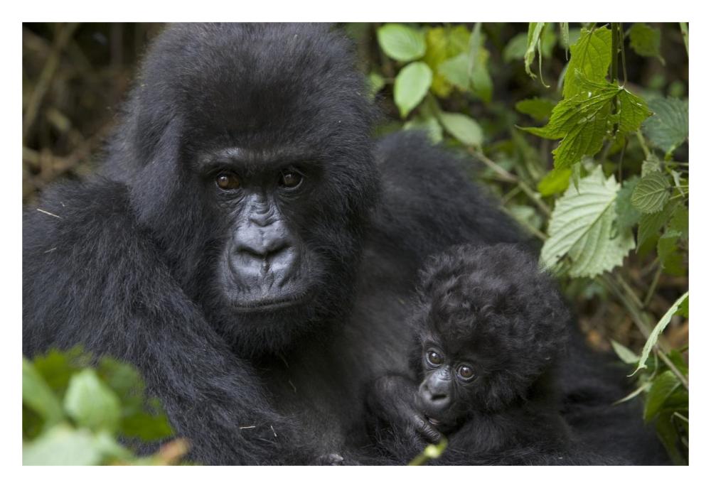 Mountain Gorilla mother and three month old infant, endangered, Parc National Des Volcans, Rwanda-Paper Art-32"x22"