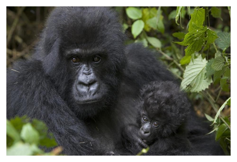 Mountain Gorilla mother and three month old infant, endangered, Parc National Des Volcans, Rwanda-Paper Art-38"x26"