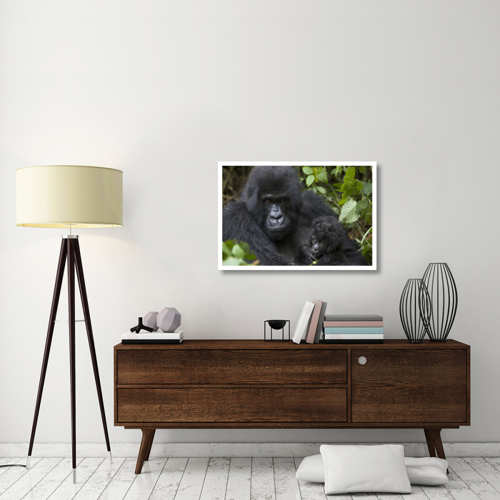 Mountain Gorilla mother and three month old infant, endangered, Parc National Des Volcans, Rwanda-Paper Art-38&quotx26"