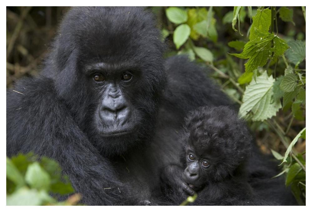 Mountain Gorilla mother and three month old infant, endangered, Parc National Des Volcans, Rwanda-Paper Art-50"x34"