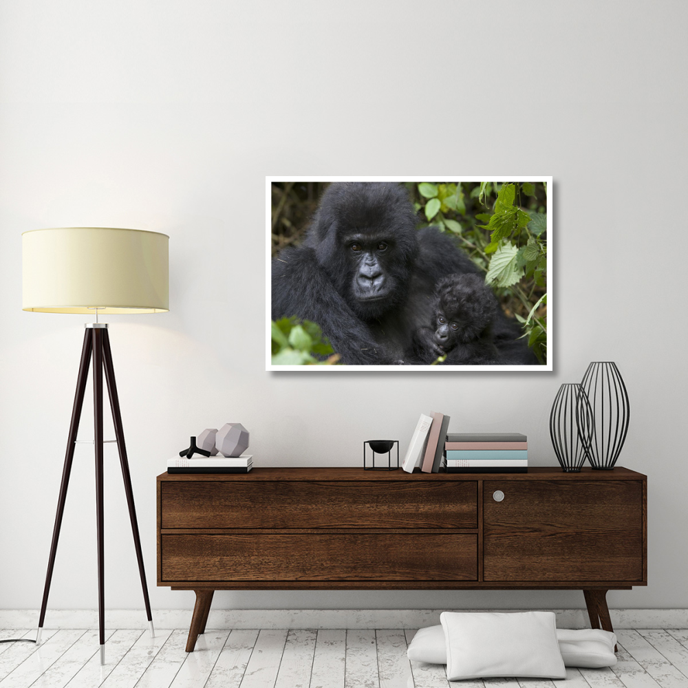 Mountain Gorilla mother and three month old infant, endangered, Parc National Des Volcans, Rwanda-Paper Art-50&quotx34"