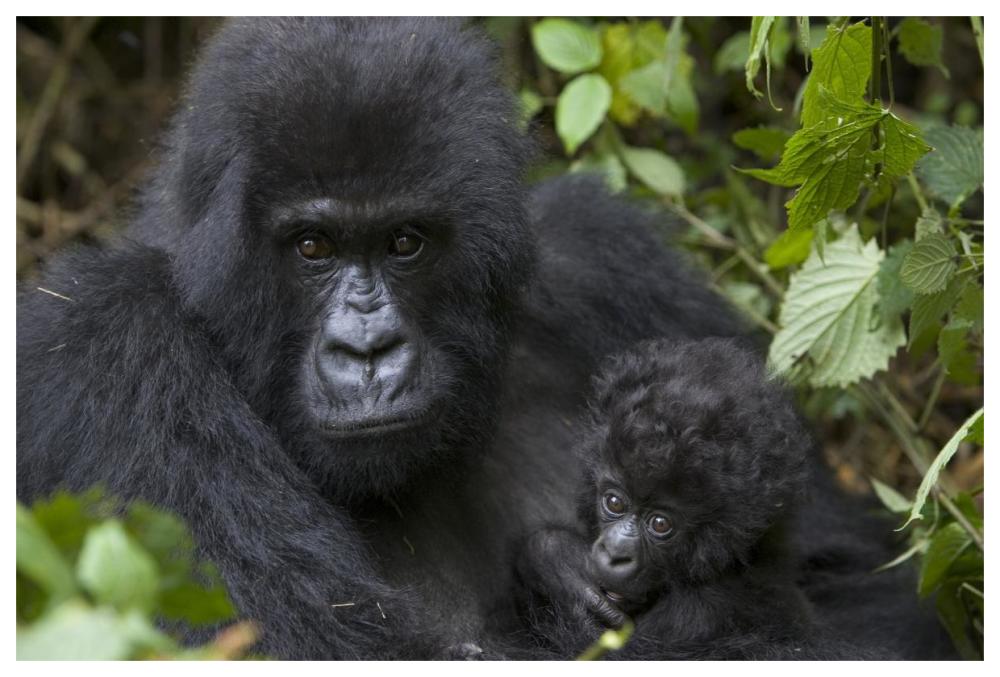Mountain Gorilla mother and three month old infant, endangered, Parc National Des Volcans, Rwanda-Paper Art-62"x42"