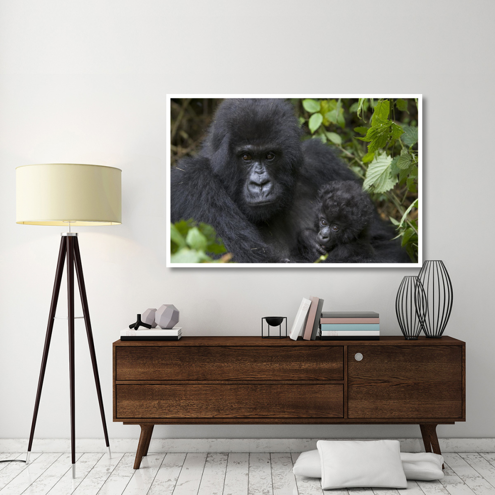 Mountain Gorilla mother and three month old infant, endangered, Parc National Des Volcans, Rwanda-Paper Art-62&quotx42"